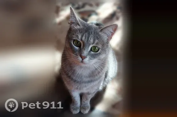 Пропала кошка, Елабуга, Маяковского, д. 6 — Лесси, небольшого размера - photo