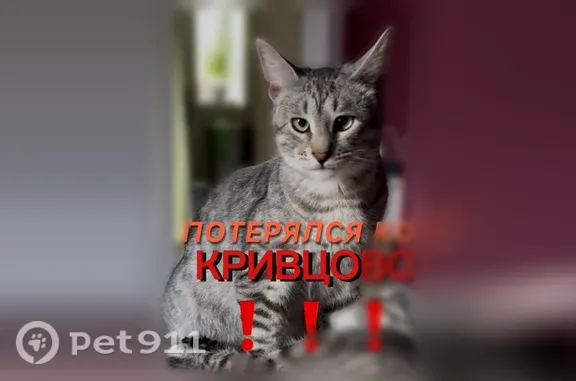Пропала кошка, Деревня Кривцово (г Солнечногорск), Малиновая, Солнечногорск — полосатая, откликается на Тор - photo