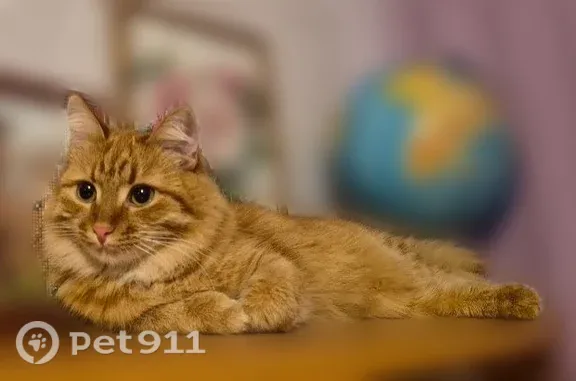 Кошки потеряшки, Нижний Новгород, фото: Потеряшка кошка, Деревня Никульское (г Нижний Новгород), Центральная, д. 12, Нижний Новгород — пышный хвост, как у белки