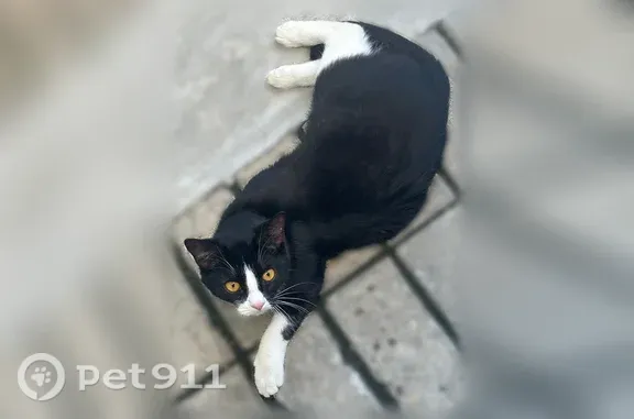 Найдена кошка, Чебоксары, фото: Найдена кошка, Ленина, д. 53, Чебоксары — чёрно-белая