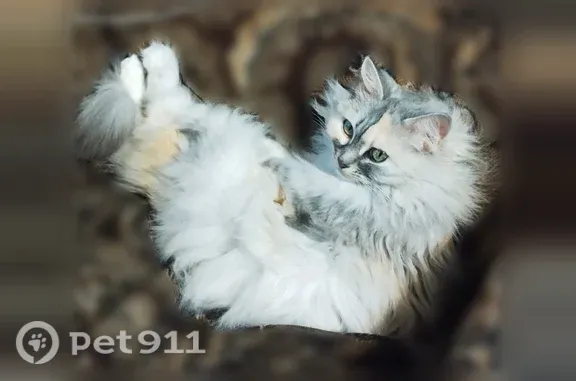 Пропала кошка, Микрорайон 2-й (г Егорьевск), д. 42, Егорьевск — длинношерстная, очень пугливая - photo