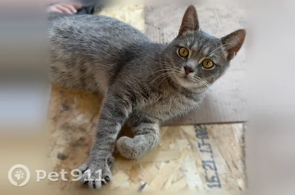 Найдена кошка, Тамбов, фото: Найдена кошка, Киквидзе, Тамбов — на левом ухе лысое пятнышко без шерсти