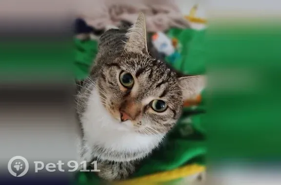 Пропала кошка, Москва, Домодедовская, д. 17 1 — выскочила из окна 4 этажа - photo