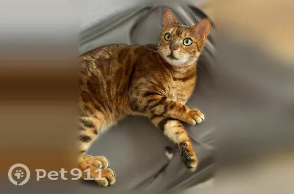 Пропала кошка, Ленинградская, д. 23-25, Калининград — золотистый ошейник с колокольчиком, большие зелёные глаза - photo
