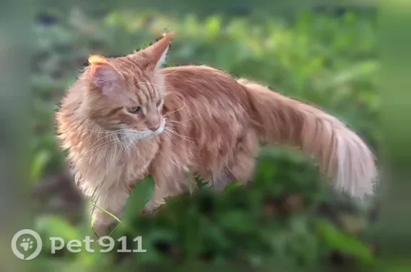 Пропала кошка, Деревня Бурлово — рыжая мейн-кун, стерилизована - photo