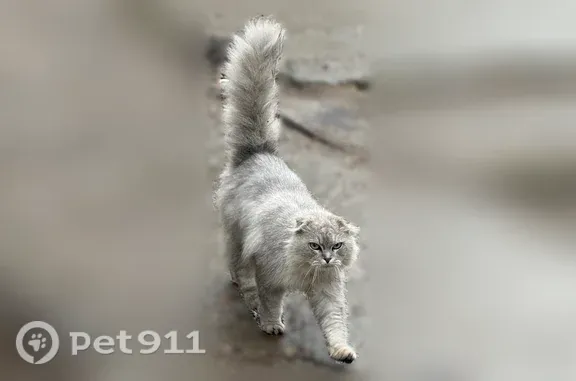 Найдена кошка, Пушкина, Чебоксары — худая, контактная - photo