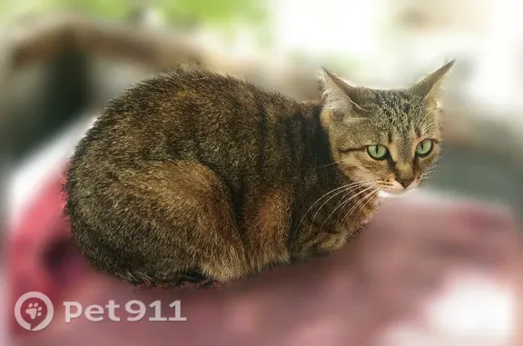 Пропала кошка, Тамбов, Владимира Михайлова, д. 29 — табби, пушистая, возможно ранена - photo