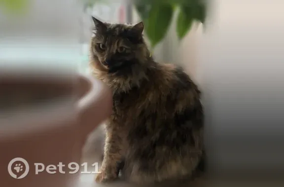 Пропала кошка, Район Железнодорожный (г Ульяновск), Гая, д. 87, Ульяновск — очень пугливая, но ласковая - photo