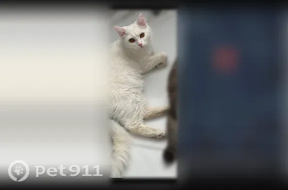 Пропала кошка, Поселок Новая Адыгея, Братьев Пченушай, Новая Адыгея — очень пугливая, кастрированная - photo