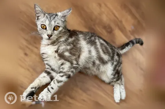 Найдена кошка, Йошкар-Ола, фото: Найдена кошка, Йошкар-Ола, Фестивальная, д. 58А — очень игривая