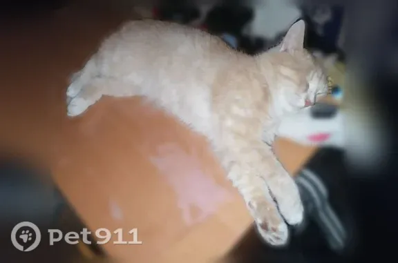 Пропала кошка, 7-й Полюсный, Тула — побежала по 8 Полюсному проезду в сторону Чмутова - photo