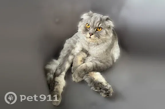 Пропала кошка, Тюмень, Инженерная, д. 68 — крупная, длинная шерсть - photo