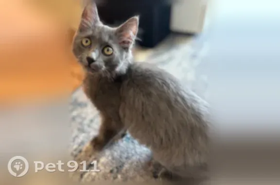 Найдена кошка, Тула, фото: Найдена кошка, Район Привокзальный (г Тула), 9 Мая, д. 11, Тула — котёнок 2–3 месяца, ласковый