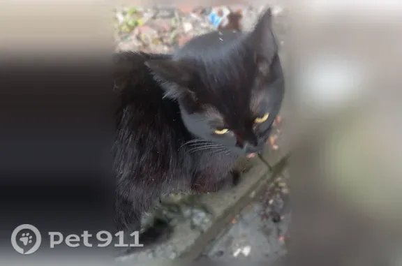 Найдена кошка, Астрахань, фото: Найдена кошка, Астрахань — ласковая, добрая, идёт на контакт