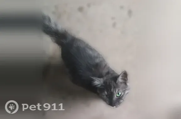 Найдена кошка, Астрахань, фото: Найдена кошка, 8-я Литейная, д. 66, Астрахань — пугливая, ласковая, молоденькая