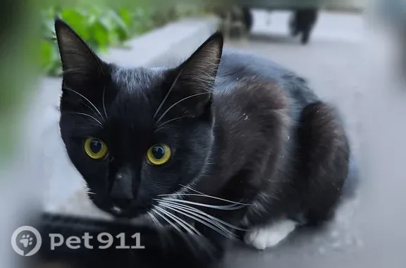 Найдена кошка, Производственная, д. 18, Киров — чёрная с белыми лапками, прячется под машинами - photo