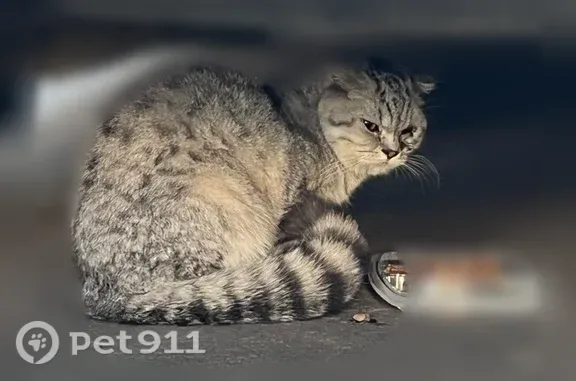Найдена кошка, Москва, фото: Найдена кошка, Москва, Балаклавский, д. 48 1 — вислоухая, серо-белая, прячется под машиной