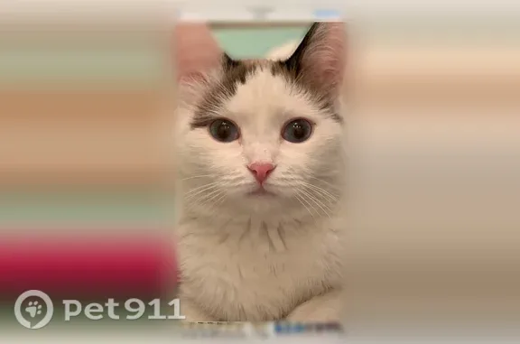 Пропала кошка, Село Ашмарино, Береговая, д. 113, Ашмарино — помесь с сиамской, 4 года - photo