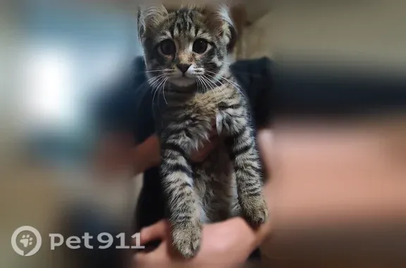 Найдена кошка, Мира, д. 40, Киров — в районе 2 школы - photo