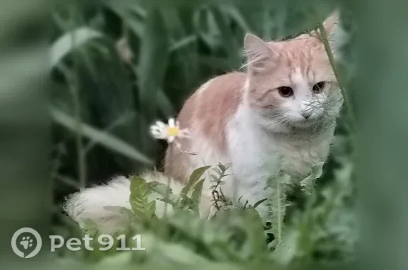 Пропала кошка, Ошарская, д. 94А, Нижний Новгород — котик Персик, 1 год - photo