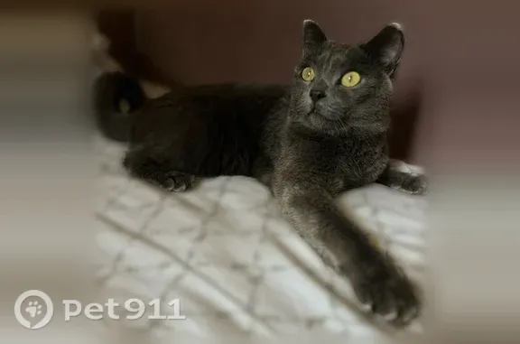 Найдена кошка, Тюмень, фото: Найдена кошка, 30 лет Победы, д. 81, Тюмень — серый кот-мальчик, 1,5 года