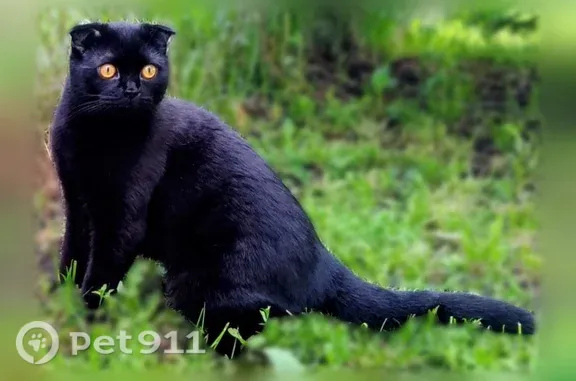 Пропала кошка, Деревня Котовка, Южная, д. 87 — чёрный шотландский вислоухий, шипит на чужих - photo