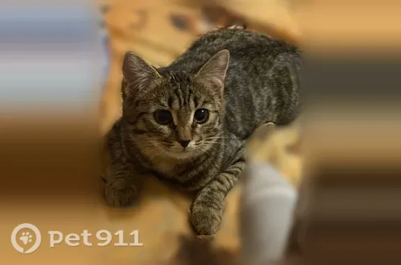 Пропала кошка, Уфа, Кулибина, д. 46 — откликается на имя Мира, была чуть похудее - photo