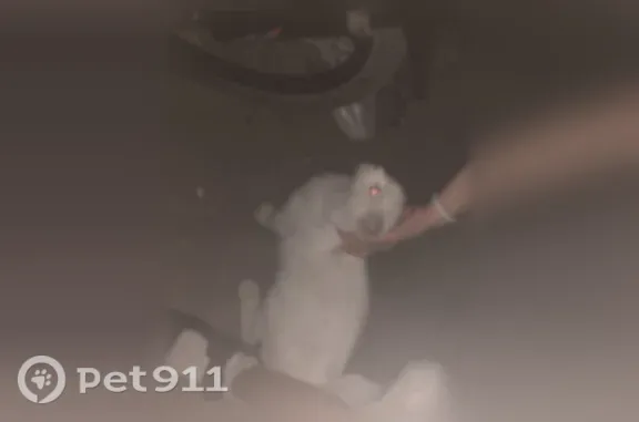 Найдена кошка, Соль-Илецк, фото: Найдена кошка, Соль-Илецк, Советская, д. 88 — чья-то, найдена на углу