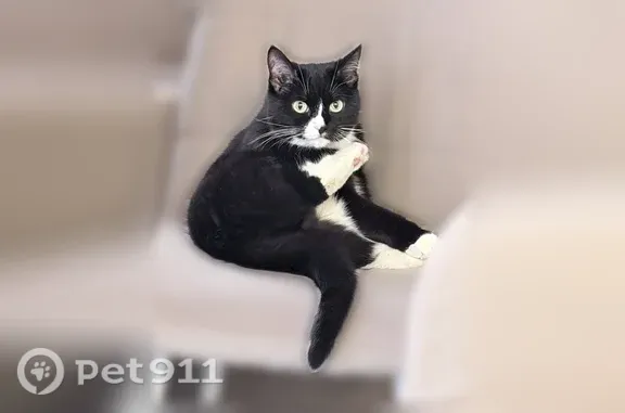 Кошки потеряшки, Новый Уренгой, фото: Потеряшка кошка, Новый Уренгой, Степная — чёрно-белая, с желто-голубыми глазами, шрам на животе