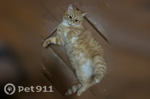 Пропала кошка, Крутицкая, д. 31, Иваново — ласковая и добрая - photo