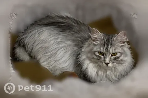 Пропала кошка, Спортивная, Красноярск — сибирская, обрезанный хвост - photo