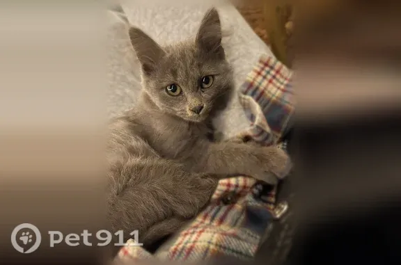 Объявления о пропавших и найденных животных, Люберцы, фото: Найдена кошка, Поселок Егорово (г Люберцы), Люберцы — серый котенок, предположительно девочка
