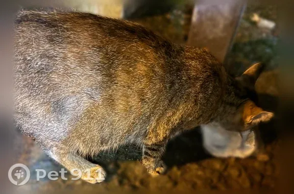 Найдена кошка, Тюмень, фото: Найдена кошка, Тюмень, Карская, д. 23 — беременная, ласковая
