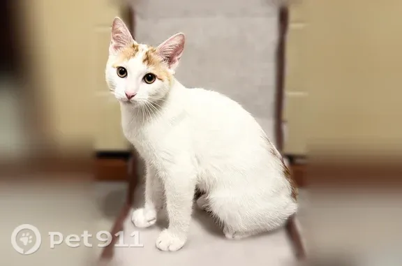 Пропала кошка, Таганрог — белая с рыжими пятнами и рыжим хвостом - photo