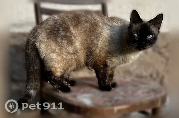 Пропала кошка, Район Дзержинский (г Волгоград), Узбекская, д. 37, Волгоград — сиамская Ася, косоглазие - photo
