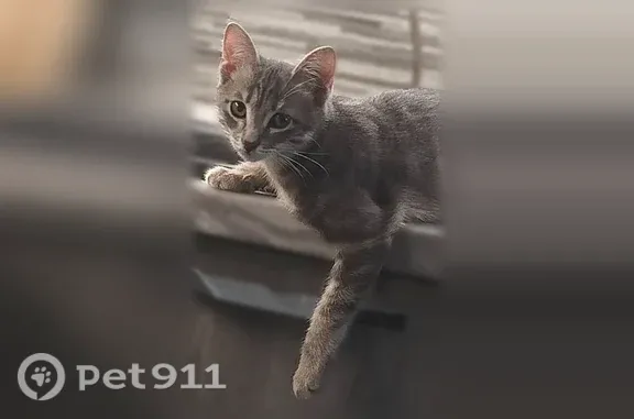 Пропала кошка, Одинцово, Можайское, д. 65 — котенок 4 месяца, серый полосатый - photo