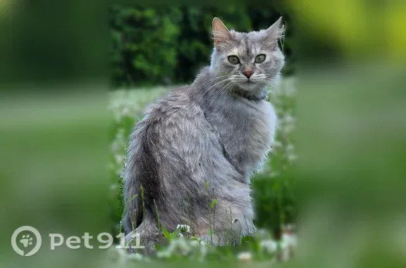 Пропала кошка, Санкт-Петербург — хвост как у зайчика, зелёные глаза - photo