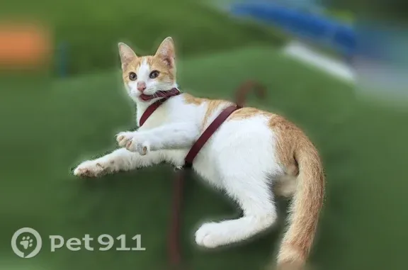 Кошка ищет дом, Казань — рыжий пушистик, 3,5 месяца, ручной - photo