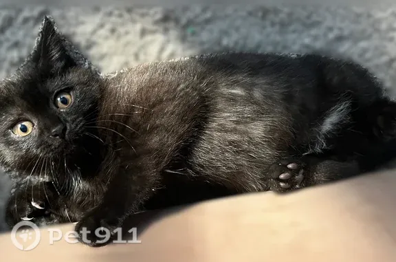 Пропала кошка, Деревня Шмеленки (г Раменское), Сосновая, д. 14, Раменское — маленькая, 3 месяца - photo