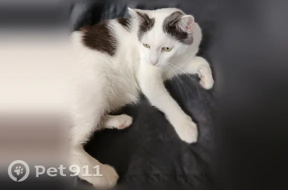 Объявления о пропавших и найденных животных, Воскресенск, фото: Пропала кошка, Территория снт Азимут (г Воскресенск), д. 11, Воскресенск — белый котик, кастрирован