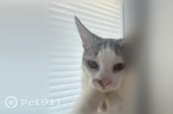 Пропала кошка, Анапа, Крестьянская, д. 27 4 — 4 месяца, упала из окна и убежала - photo
