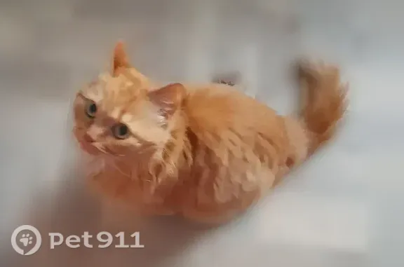 Найденные животные Иваново, фото: Найдена кошка, Иваново, Кохомское, д. 5 — рыжая, ласковая, пушистая