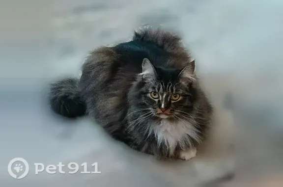 Пропала кошка, Рубцовск, Локомотивная, д. 16 — котик с белой полосочкой на носу - photo