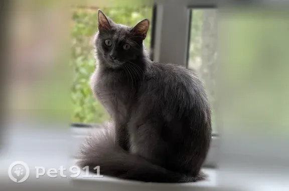 Пропала кошка, Уфа, Академика Королева, д. 2/2 — серо-дымчатая, упала с окна второго этажа - photo