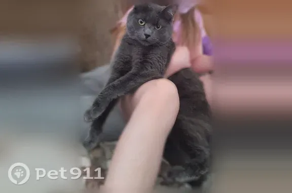 Кошки потеряшки, Северодвинск, фото: Потеряшка кошка, Северодвинск, Чехова, д. 20 — серый, кастрирован