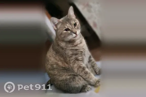 Кошки потеряшки, Сегежа, фото: Потеряшка кошка, Сегежа, Выгозерская, д. 28 — Муся, разноцветная