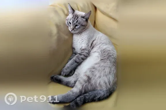 Пропала кошка, Район Мотовилихинский, Пермь — серый, глаза голубые немного косят - photo