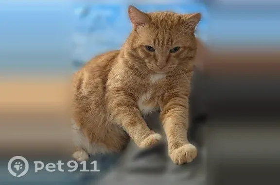 Пропала кошка, Тюмень, Домостроителей, д. 12 — рыжая с белыми пятнами - photo