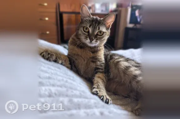 Пропала кошка, Воронежская, д. 246, Самара — полосатая, со светлым пузом - photo