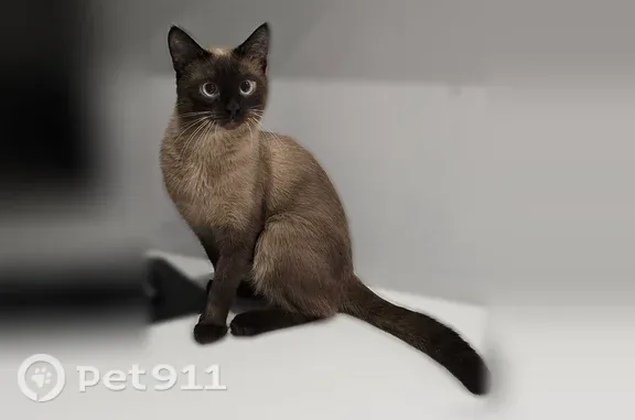 Пропала кошка, Нарымская, д. 25, Новосибирск — тайская, 1,5 года, тёмное пятно у холки - photo